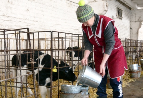 Дополнительная поддержка молочного животноводства