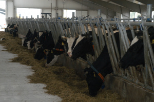 На молочной ферме решили бороться с запахом с помощью биотехнологий