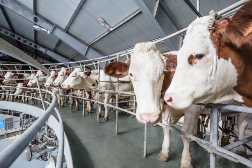 20 молочных ферм открыли в Подмосковье за 5 лет
