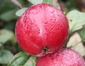 Питательные и вкусовые качества яблок