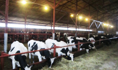 В Вадинском районе Пензенской области состоялось открытие молочной фермы
