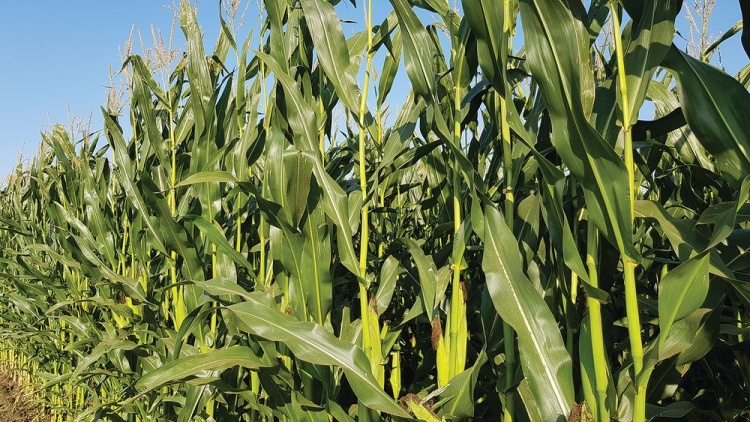 Оценка гибридов кукурузы по скороспелости
