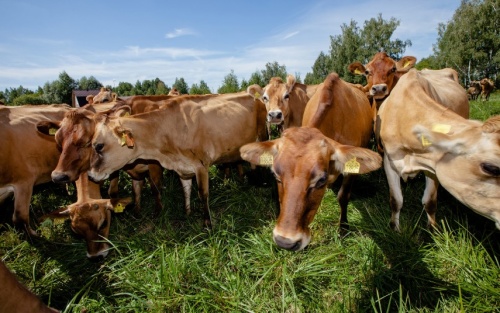Обучение органическому молочному животноводству на базе ООО «Экоферма Джерси»