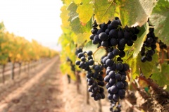 «Курсы для начинающих виноградарей» открылись на Ставрополье