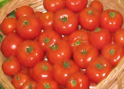 Уральские ученые работают над уникальным сортом томата