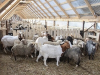 Глава КФХ из Альметьевского муниципального района РТ планирует увеличить поголовье овец