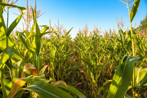 В Подмосковье планируют увеличить посевные площади кукурузы