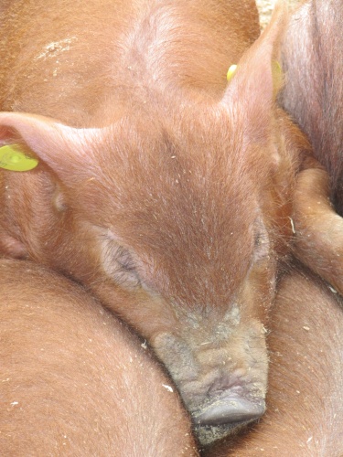 Взрыв цен на убойных свиней в Европе
