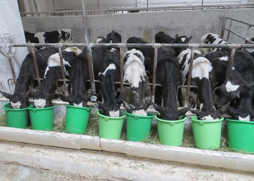 Клостридиоз у молочных коров: есть решение!