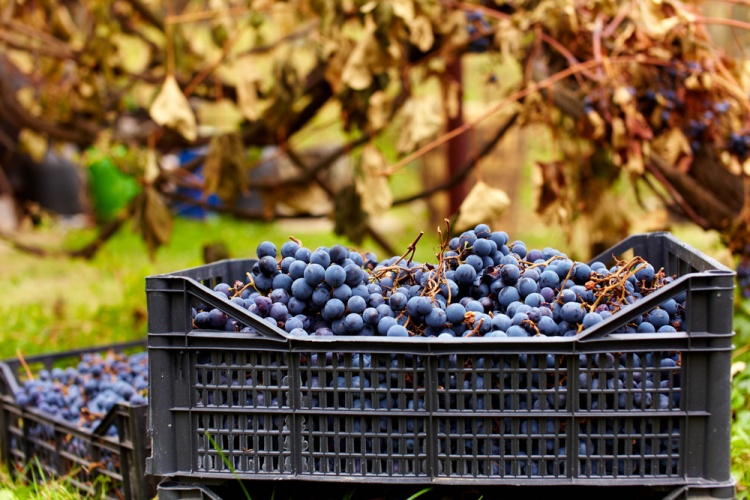 Секреты хранения винограда