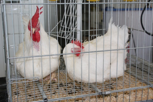Бесплатный вебинар «Эпизоотическая ситуация по болезням птиц в РФ. Птичий грипп: как бороться?»