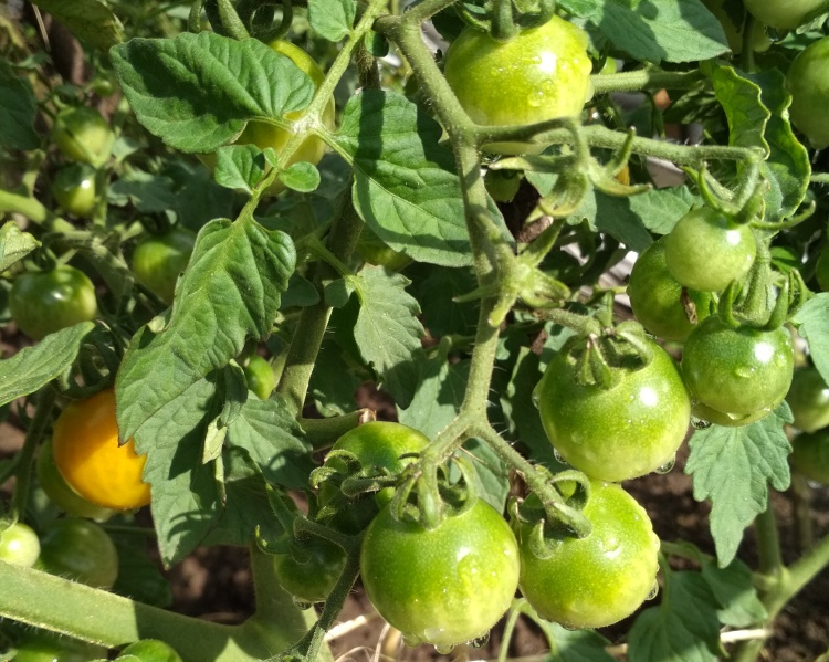 Как правильно посадить томаты и защитить их от болезней?