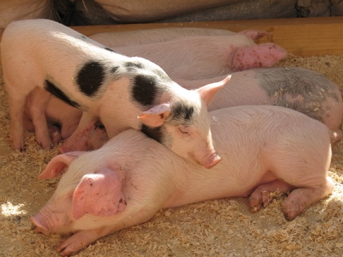 Вспышки чумы свиней в Азии