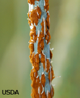 Продолжающееся распространение ржавчины пшеницы