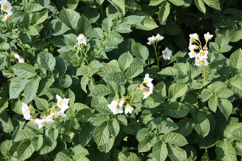 Развитие селекции и семеноводства картофеля в Российской Федерации