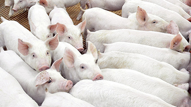 Мы управляем свиньями или фермой?