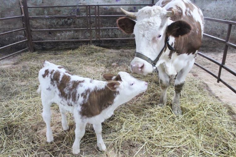 Получено потомство от клонированной коровы