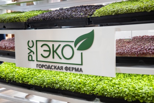 Городская ферма «РусЭко» представила свой первый урожай микрозелени