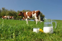 Кооперативы помогут ставропольским крестьянам стабилизировать цены на молоко