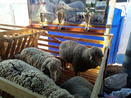 Животноводы Ставрополья завоевали 30 медалей на Всероссийской выставке племенных овец и коз
