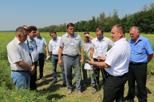 Рапс – перспективная сельхозкультура для Курской области