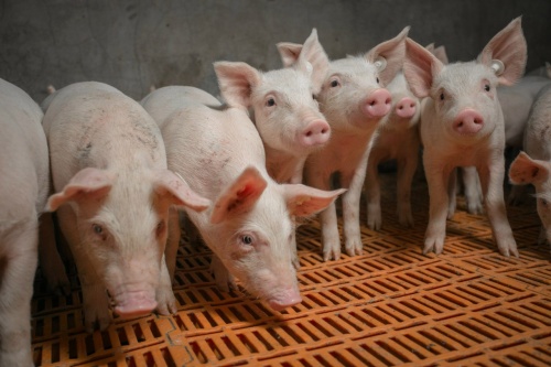 Поголовье на площадках ГК «АГРОЭКО» превысило 1 миллион свиней