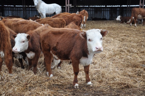 В Хабаровском крае наращивают производство мраморной говядины