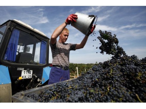 Кубанские виноделы протестировали 128 образцов молодого вина
