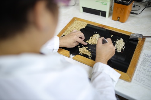 Получены патенты на три новых сорта риса
