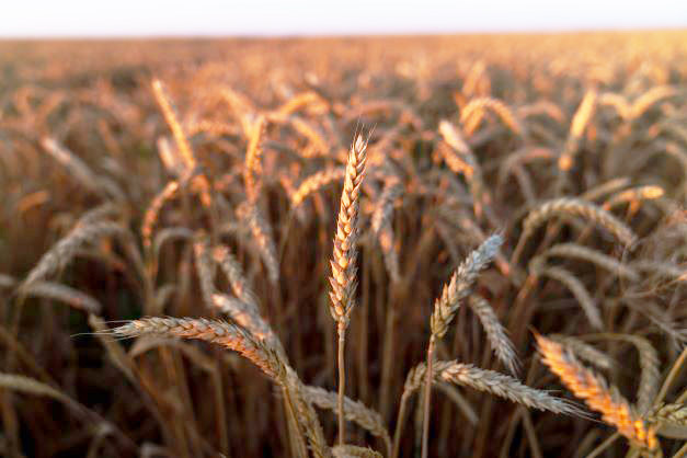 Собран первый урожай нового сорта озимой пшеницы «Система»