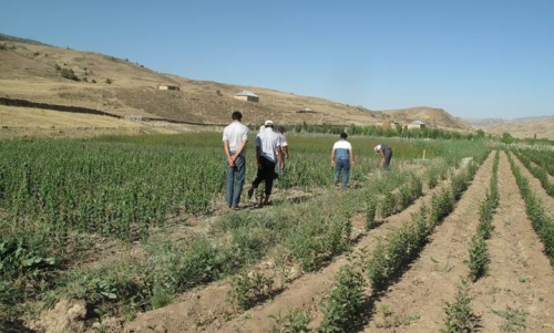 Органическое сельское хозяйство может стимулировать развитие Центральной Азии