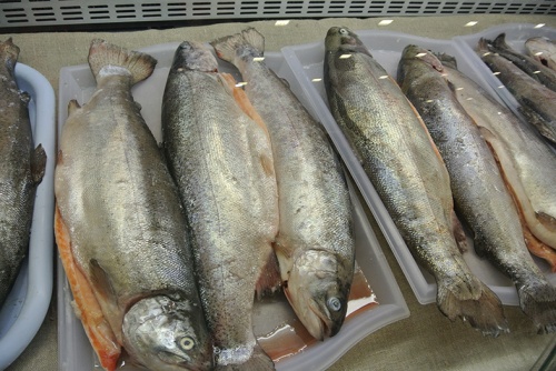 Новогодний спрос диктовал цены на рыбу в конце года