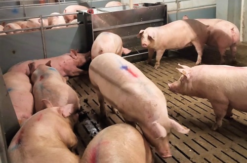 На «Звягинский» свинокомплекс доставлено первое поголовье животных