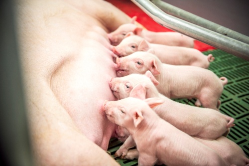 «Здоровая Ферма» увеличивает производство свинины
