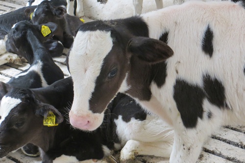 ГК «АгроПромкомплектация» начинает осваивать мясное скотоводство!