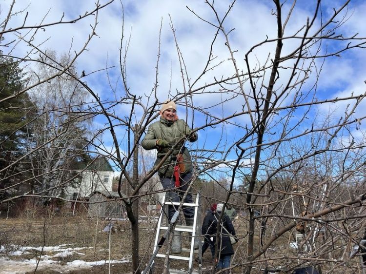 Прошел Всероссийский конкурс по обрезке плодовых культур