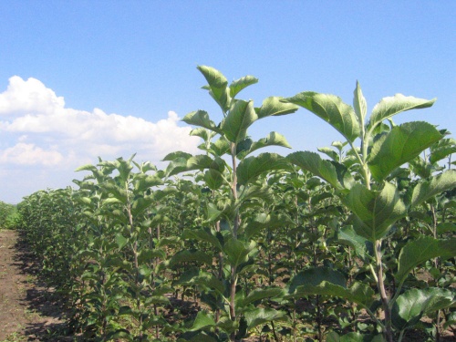 «Сады Придонья» поставит в образовательные учреждения Пензы 1000 саженцев плодовых деревьев