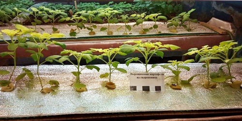 Челябинские селекционеры создали фитотронную установку для выращивания картофеля