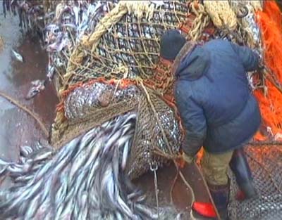 Российские рыбаки наращивают темпы вылова