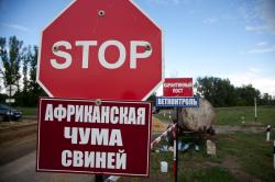 О регистрации новой вспышки африканской чумы свиней на территории Белгородской области и Краснодарского края