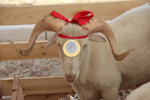 В Астраханской области пройдет 19-ая Российская выставка племенных овец и коз
