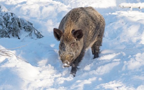 В Финляндии усилят борьбу с угрозой распространения африканской чумы свиней
