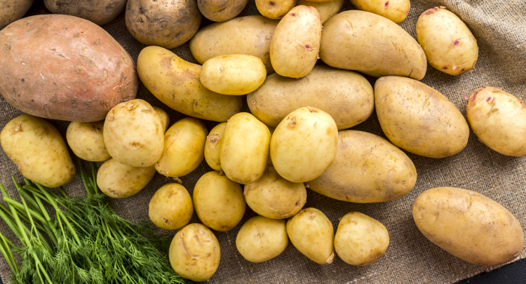 Золотистая картофельная нематода – угроза для картофеля