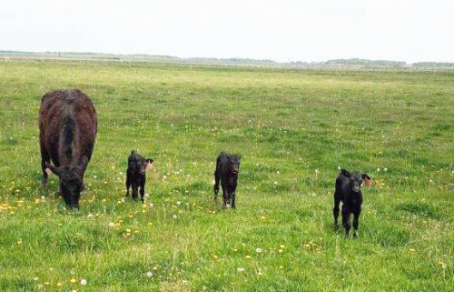 Брянская корова-рекордсменка родила сразу трёх телят