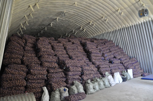 «Раздолье» планирует собрать в 2017 году свыше 2,4 тыс. тонн картофеля