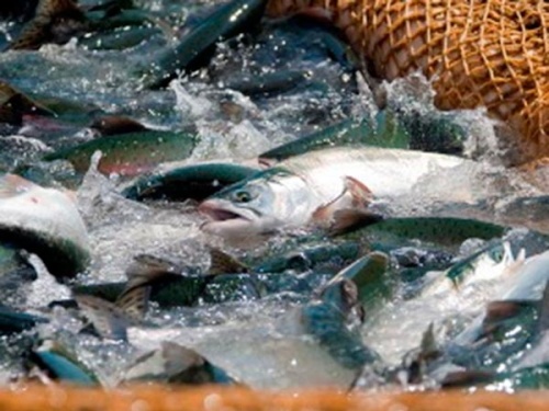 В ходе лососевой путины добыто почти 290 тыс. тонн