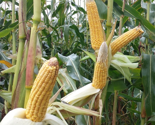Новинки гибридов подсолнечника и кукурузы представили аграриям Ставрополья