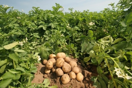 Появилась новая сельскохозяйственная продукция с «Листком жизни»