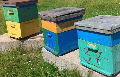 Закон «О пчеловодстве» должен работать и служить развитию пчеловодства