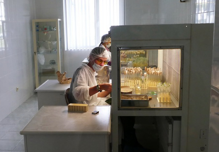 Ставрополье может стать российским лидером по производству семенного картофеля